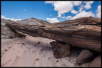 Ancient petrified log laying across arroyo, forming natural bridge called Onyx Bridge. Petrified Forest National Park ( color)