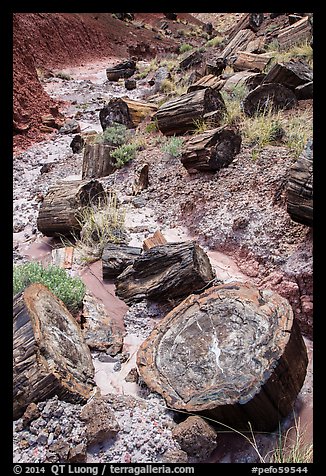 Logs of black petrified wood in Painted Desert. Petrified Forest National Park (color)