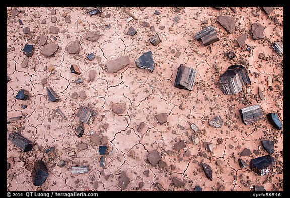 Ground view with black petrified wood. Petrified Forest National Park (color)