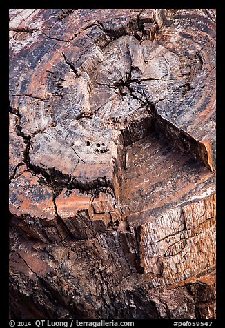 Close-up of black petrified log. Petrified Forest National Park (color)