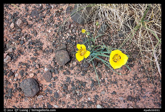 Ground view with wildflowers and black rock. Petrified Forest National Park (color)