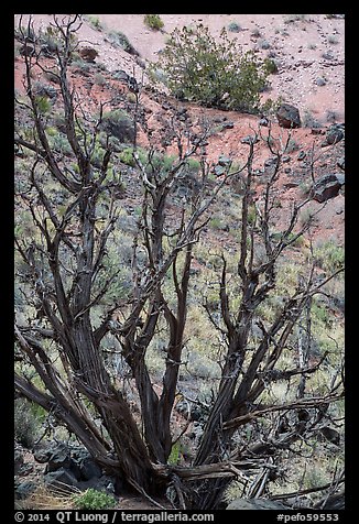 Juniper trees on slope. Petrified Forest National Park (color)