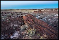 Long petrified longs and badlands at dawn. Petrified Forest National Park ( color)