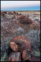 Petrified logs sections at dawn, Longs Logs. Petrified Forest National Park ( color)