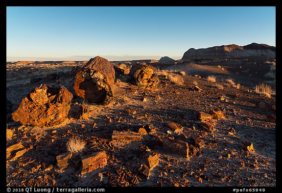 Petrified wood and badlands at sunrise, Longs Logs. Petrified Forest National Park (color)