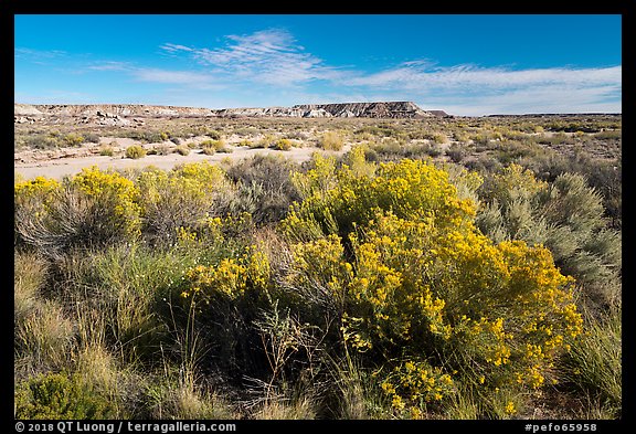 Rabbitbrush and wash. Petrified Forest National Park (color)