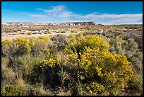 Rabbitbrush and wash. Petrified Forest National Park ( color)