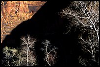 Bare cottonwoods and shadows in Zion Canyon. Zion National Park, Utah, USA. (color)