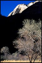 Bare cottonwoods and shadows near Zion Lodge. Zion National Park ( color)