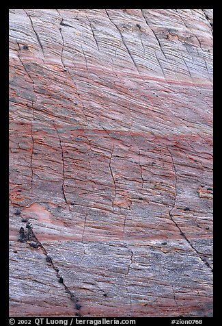 Rock wall with checkboard patterns, Zion Plateau. Zion National Park, Utah, USA.