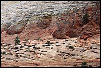 Sandstone checkboard patterns, Zion Plateau. Zion National Park, Utah, USA.