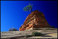 Lone pine on sandstone swirl, Mesa area. Zion National Park, Utah, USA.
