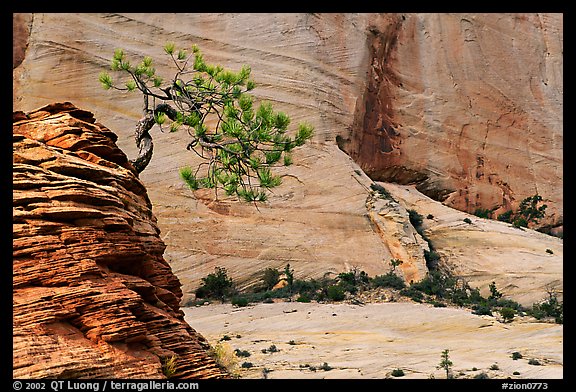 Lone pine on sandstone swirl and cliff, Zion Plateau. Zion National Park (color)