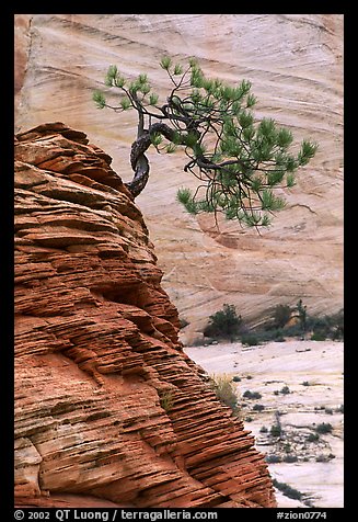 Lone pine on sandstone swirl and rock wall, Zion Plateau. Zion National Park, Utah, USA.