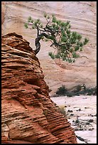 Lone pine on sandstone swirl and rock wall, Zion Plateau. Zion National Park ( color)