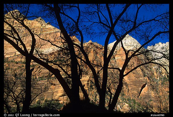 Canyon walls seen through bare trees, Zion Canyon. Zion National Park, Utah, USA.