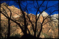 Canyon walls seen through bare trees, Zion Canyon. Zion National Park, Utah, USA. (color)