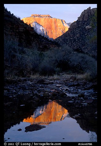 West temple reflected in Pine Creek, sunrise. Zion National Park, Utah, USA.