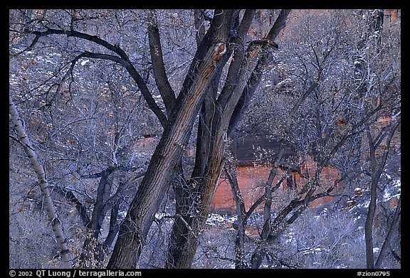 Cottonwood trees in winter, Zion Canyon. Zion National Park (color)