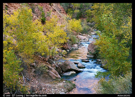 Virgin river, trees in fall foliage, and boulders. Zion National Park, Utah, USA.