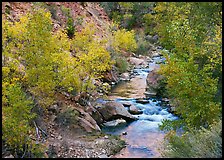 Virgin river, trees in fall foliage, and boulders. Zion National Park, Utah, USA.