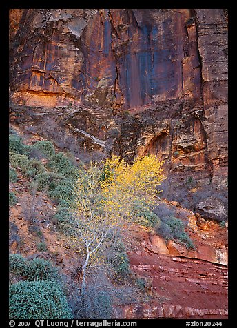 Yellow bright tree and red cliffs. Zion National Park, Utah, USA.