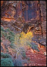 Yellow bright tree and red cliffs. Zion National Park, Utah, USA.