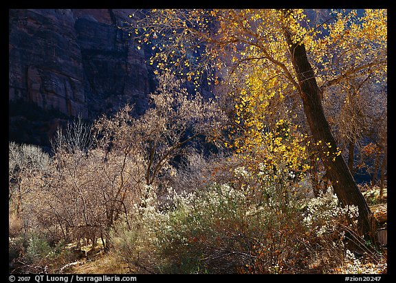 Backlit trees and shrubs in autumn. Zion National Park, Utah, USA.