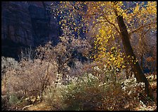 Backlit trees and shrubs in autumn. Zion National Park ( color)