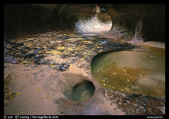 Pools and fallen leaves in autumn, the Subway. Zion National Park, Utah, USA.