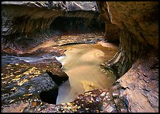 North Creek flowing over fallen leaves, the Subway. Zion National Park, Utah, USA. (color)