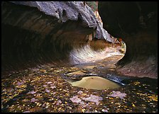 Narrow canyon carved in tunnel-like shape, the Subway. Zion National Park ( color)