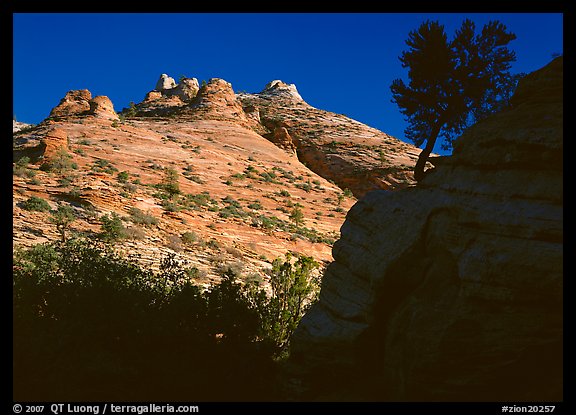 Pine and hoodoos near Canyon View, early morning. Zion National Park, Utah, USA.