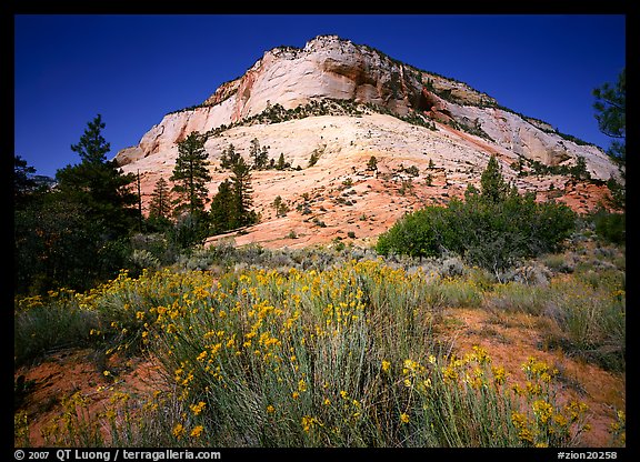 Sage flowers and colorful sandstone formations. Zion National Park, Utah, USA.