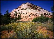 Sage flowers and colorful sandstone formations. Zion National Park ( color)