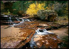 Terraced cascades and tree in fall foliage, Left Fork of the North Creek. Zion National Park, Utah, USA.