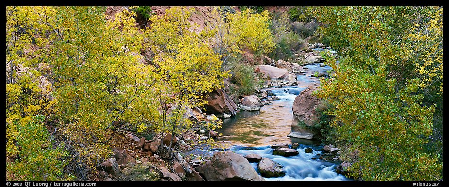 Trees in fall colors on the banks of the Virgin River. Zion National Park, Utah, USA.