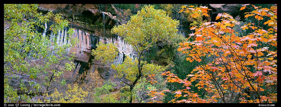 Fall colors and sandstone cliffs. Zion National Park, Utah, USA.