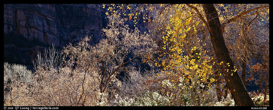 Autumn colors and cliffs. Zion National Park, Utah, USA.