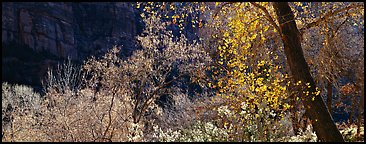 Autumn colors and cliffs. Zion National Park (Panoramic color)