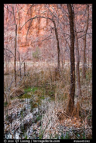 Bare trees, bog, and cliffs. Zion National Park (color)