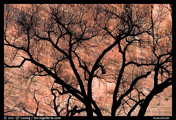Dendritic pattern of tree branches against red cliffs. Zion National Park, Utah, USA.