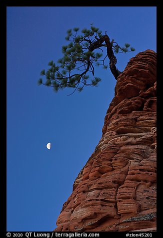 Pine tree and half-moon at dawn. Zion National Park, Utah, USA.