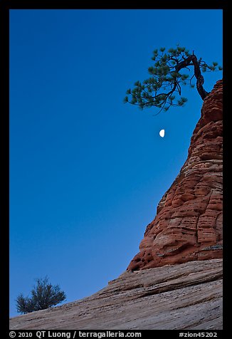 Bush, half-moon, and pine tree, twilight. Zion National Park (color)