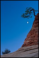 Bush, half-moon, and pine tree, twilight. Zion National Park, Utah, USA.