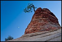 Tree growing out of sandstone tower with moon. Zion National Park, Utah, USA.