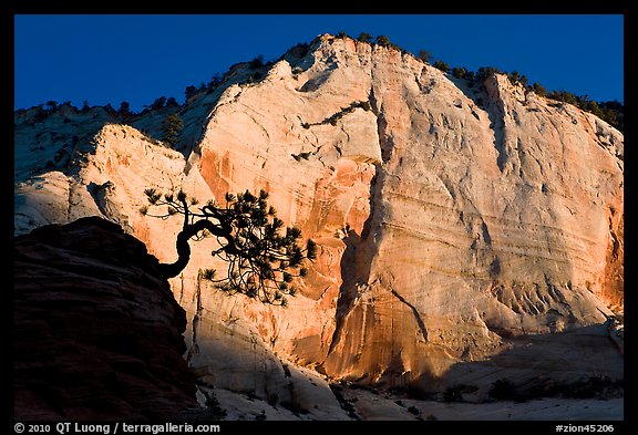 Tree in silhouette and cliff at sunrise, Zion Plateau. Zion National Park, Utah, USA.