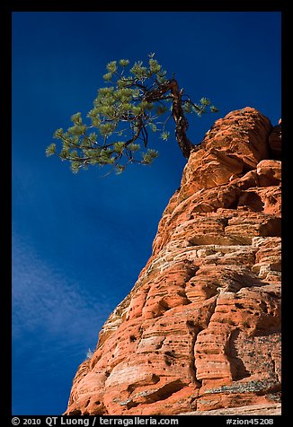 Tree growing out of twisted sandstone, Zion Plateau. Zion National Park, Utah, USA.