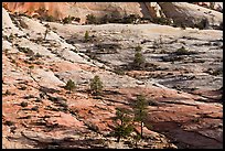 Trees growing out of sandstone slabs, Zion Plateau. Zion National Park, Utah, USA.