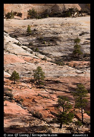 Pine trees and sandstone slabs, Zion Plateau. Zion National Park, Utah, USA.